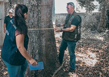 Nova lei altera regras para poda e corte de árvores, e pedidos passam a seguir novo prazo em Rio Branco 2 Em Rio Branco, esses pedidos são analisados pela Prefeitura, por meio da Secretaria Municipal de Meio Ambiente - Foto: Vitória Souza/Secom