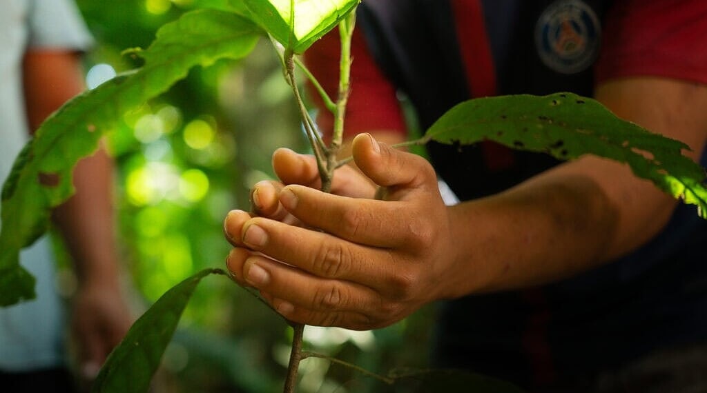 Saiba como participar do credenciamento para fornecer mudas de café e cacau para o governo do Acre 1 Foto: Ingrid Kelly/Secom