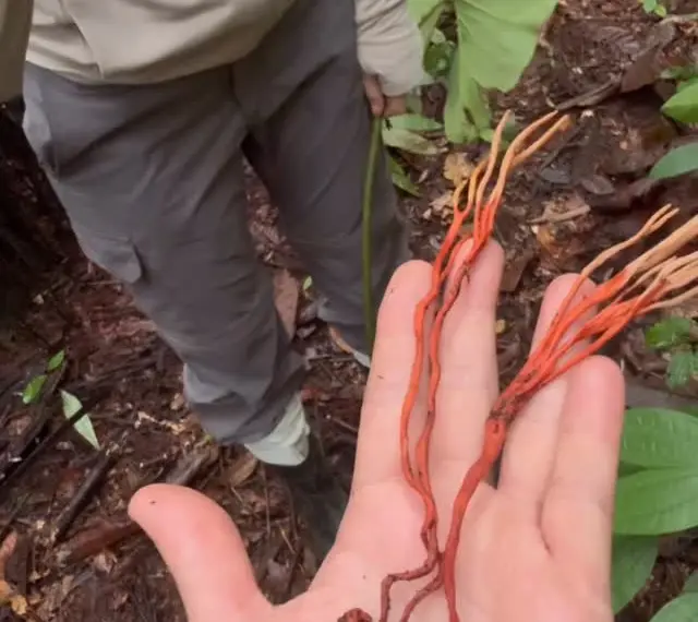 A aranha foi avistada na  Amazônia. Foto: Reprodução