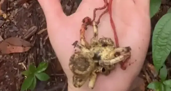 Fungo que inspirou The Last of Us é observado parasitando aranha na Amazônia