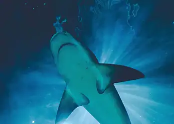 Foto: Banco de imagens/Pexels/Los Muertos Crew