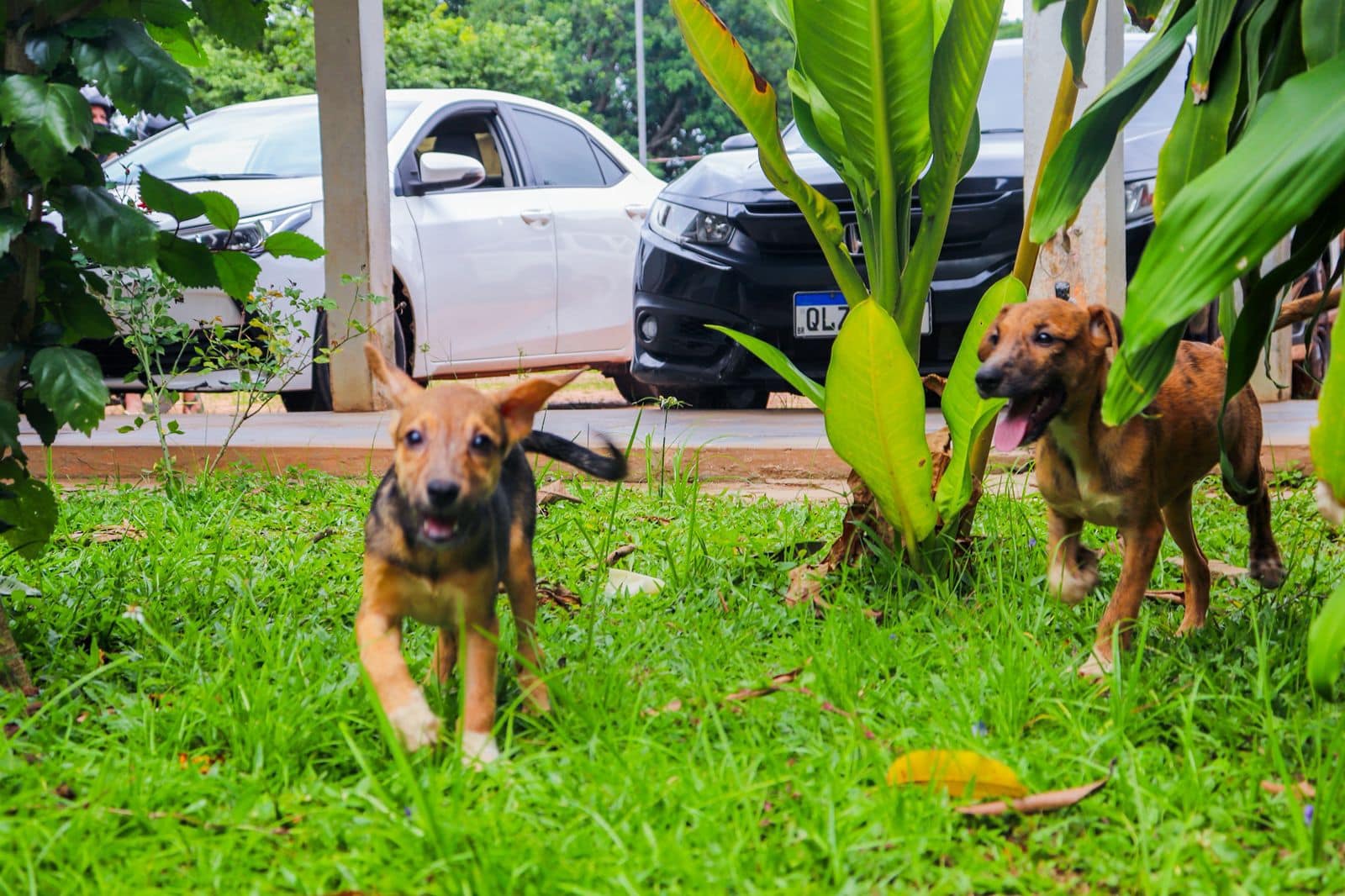 Abrigo municipal tem 65 cães e gatos disponíveis para adoção em Rio Branco; veja como adotar