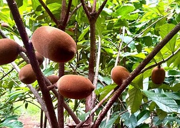 Convênio com o Mapa reforça ações do Acre no controle da monilíase do cacau e do cupuaçu 2 Convênio garante R$ 2,3 milhões para ações de combate à monilíase do cacau e do cupuaçu no Acre. Foto: Ascom/Idaf