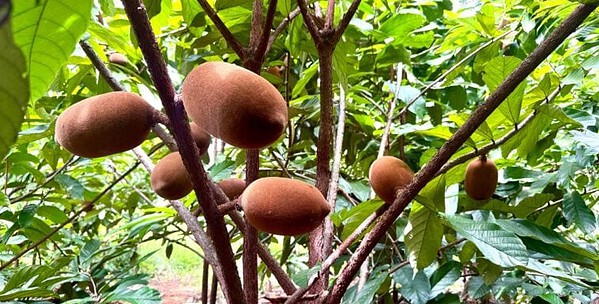 Convênio com o Mapa reforça ações do Acre no controle da monilíase do cacau e do cupuaçu