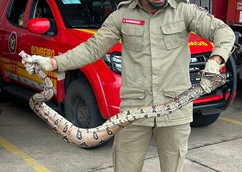 Morador leva jiboia ao quartel dos bombeiros após encontrá-la no quintal de casa 1 Morador leva jiboia ao quartel dos bombeiros após encontrá-la no quintal de casa