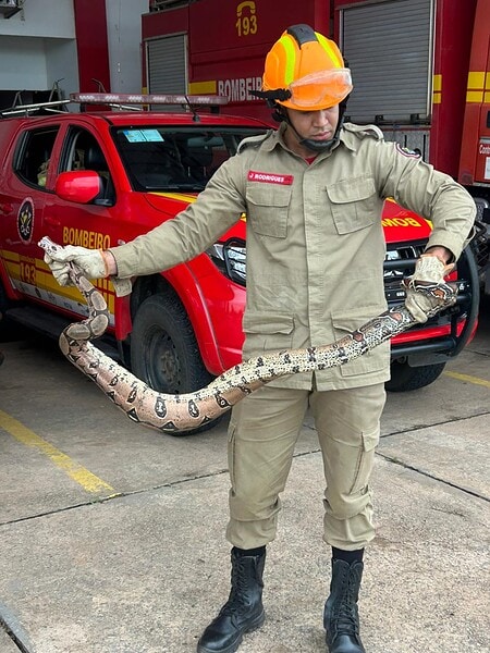 Morador leva jiboia ao quartel dos bombeiros após encontrá-la no quintal de casa