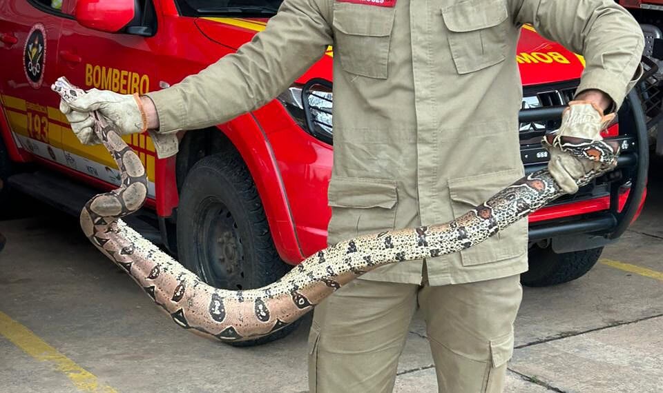 Morador leva jiboia ao quartel dos bombeiros após encontrá-la no quintal de casa