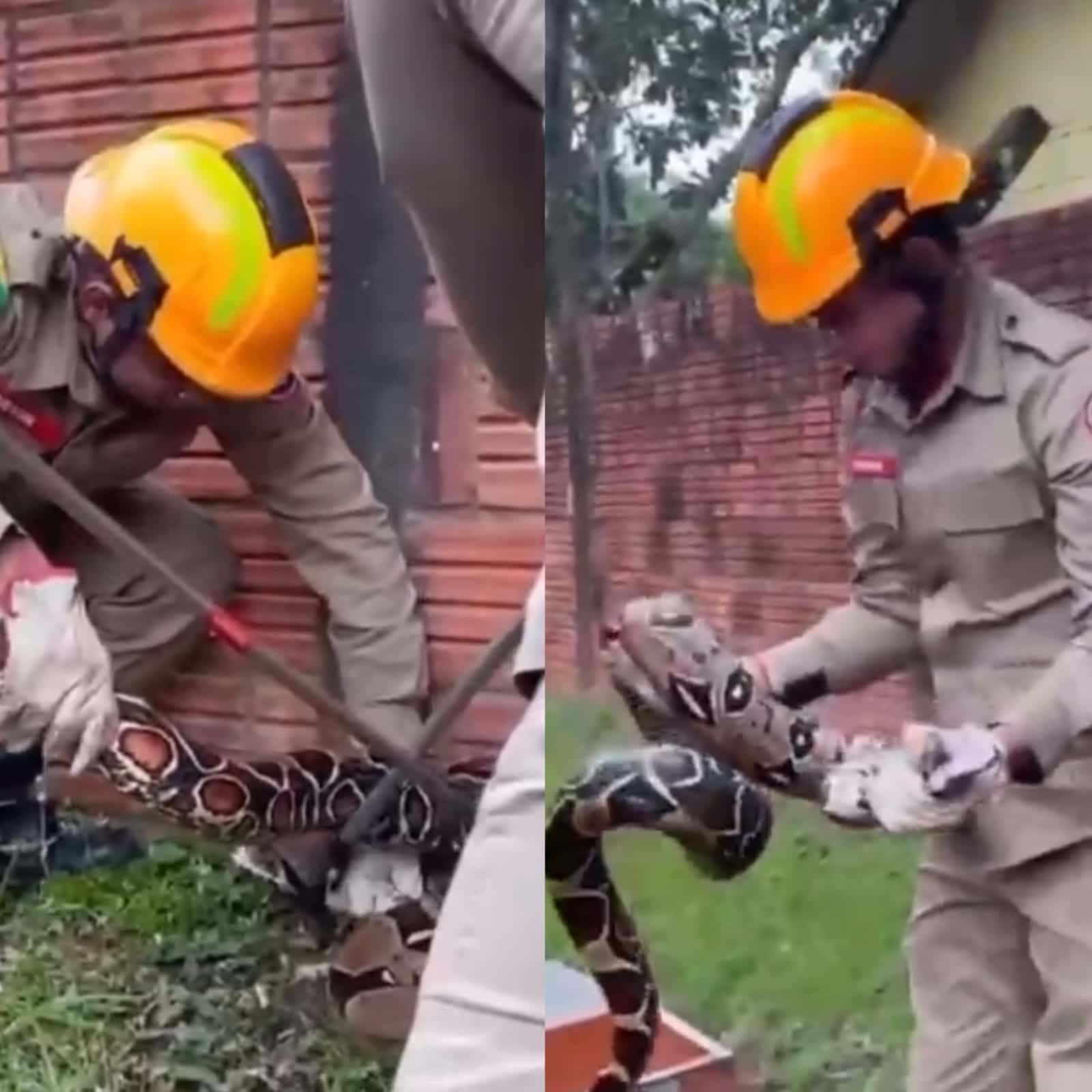 Jiboia de mais dois metros é captura pelo Corpo de Bombeiros em Rio Branco; VEJA VÍDEO