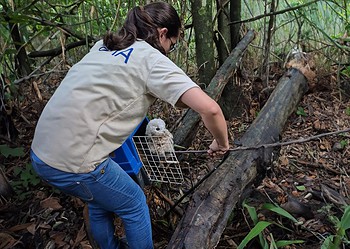 Corujas e outras aves silvestres são soltas após reabilitação em Rio Branco 1 Foto: Secom