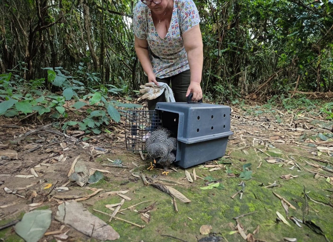 Corujas e outras aves silvestres são soltas após reabilitação em Rio Branco