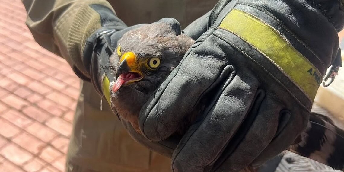 Ave caiu em quintal com lesão na asa esquerda e foi encaminhada ao Cetas - Foto: Reprodução