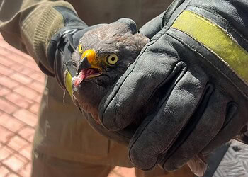 Ave caiu em quintal com lesão na asa esquerda e foi encaminhada ao Cetas - Foto: Reprodução