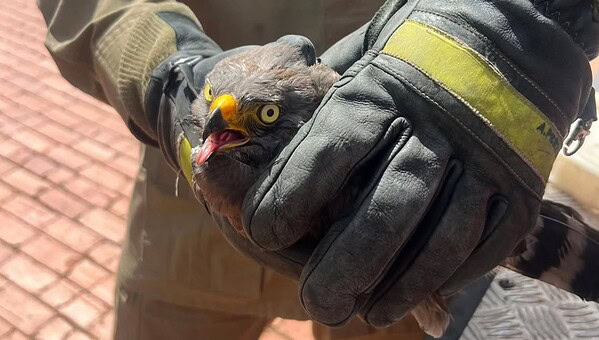 Gavião ferido é resgatado pelos bombeiros no bairro Jorge Lavocat
