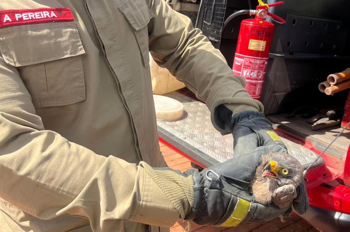 Gavião ferido é resgatado pelos bombeiros no bairro Jorge Lavocat