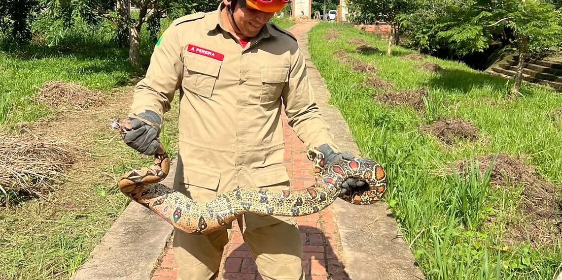 Jiboia de cerca de 2,5 metros é capturada próximo a escola no bairro Vila Ivonete