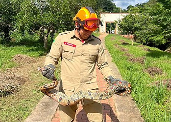 Jiboia de cerca de 2,5 metros é capturada próximo a escola no bairro Vila Ivonete