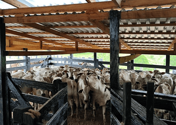 Declaração da vacinação, após a imunização de bezerras bovinas e bubalinas com idade entre 3 e 8 meses, é obrigatória. Foto: Fabiana Matos/Idaf