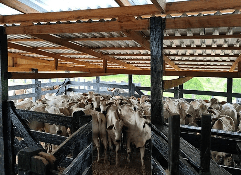 Declaração da vacinação, após a imunização de bezerras bovinas e bubalinas com idade entre 3 e 8 meses, é obrigatória. Foto: Fabiana Matos/Idaf