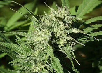 Análise do DNA da cannabis permitiu reconstruir enzimas de milhões de anos e rastrear a origem do THC, CBD e CBC. — Foto: CC0 Domínio Público