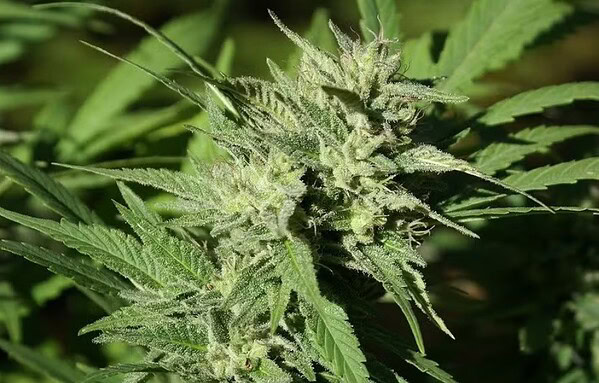 Cientistas descobrem a origem do THC, CBD e CBC e abrem caminho para novos medicamentos