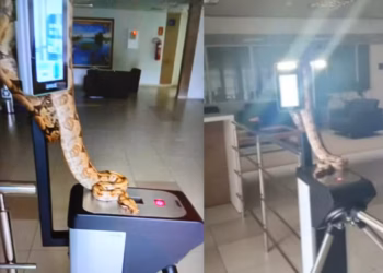 O animal foi capturado pela PMA e devolvido a natureza. — Foto: PMA/ Divulgação