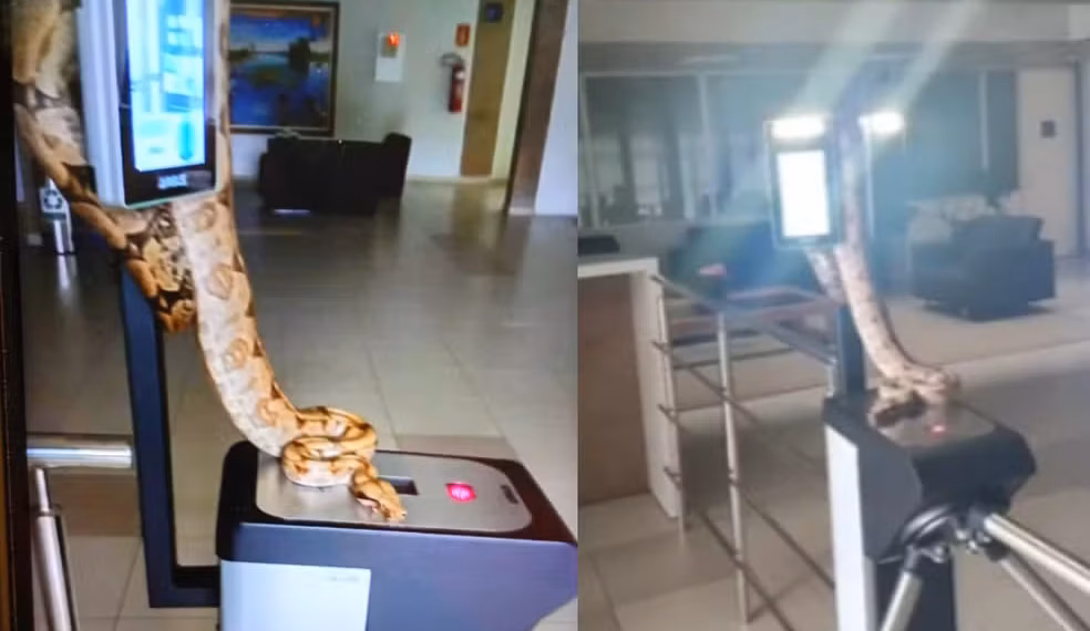 O animal foi capturado pela PMA e devolvido a natureza. — Foto: PMA/ Divulgação