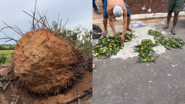 Por que centenas de periquitos morreram em vez de voar quando árvore caiu durante tempestade no MA?