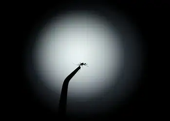 Pesquisa aponta preferência de mosquitos por sangue humano. Foto: 09/04/2024 REUTERS/Pilar Olivares