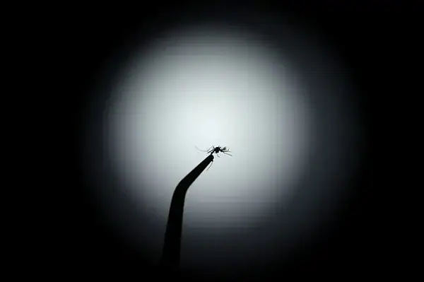 Mosquitos aumentaram apetite por sangue humano no Brasil, aponta estudo