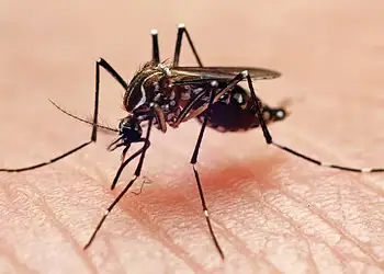 Desmatamento faz mosquitos picarem humanos com mais frequência 1 Foto: Joao Paulo Burini/Getty Images