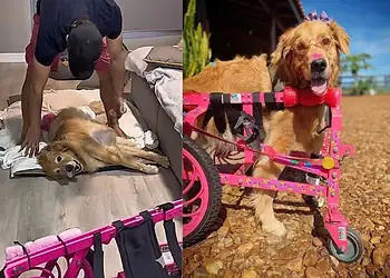 Cadela emociona ao rever sua cadeira de rodas após dias sem andar 14 Foto: Redes sociais/Reprodução