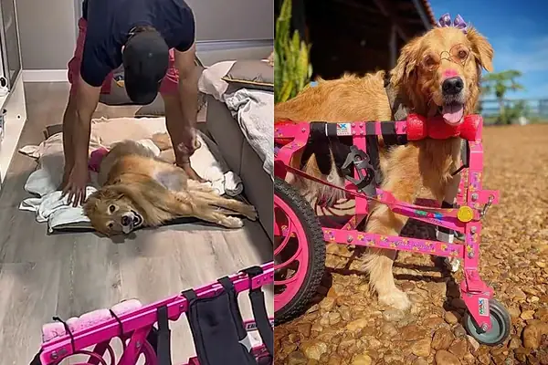 Cadela emociona ao rever sua cadeira de rodas após dias sem andar