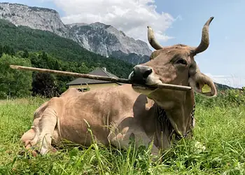 Foto: Divulgação/Antonio J. Osuna-Mascaró)