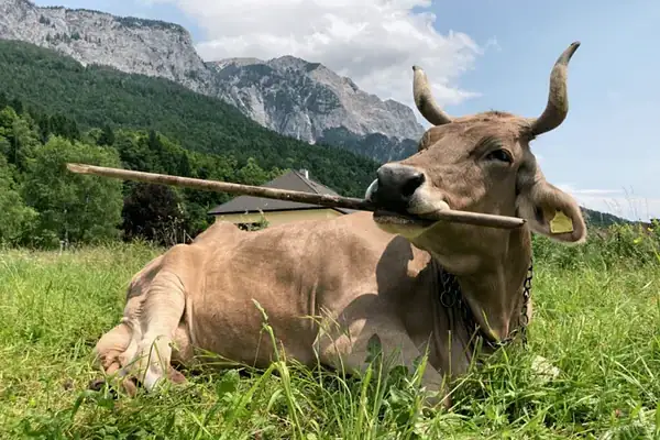 Vaca surpreende cientistas ao usar vassoura para se coçar; VÍDEO