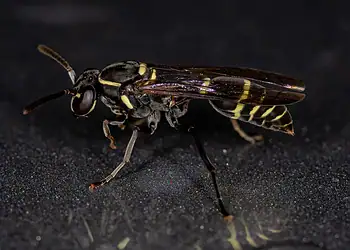 Foto: ViniSouza128/GettyImages