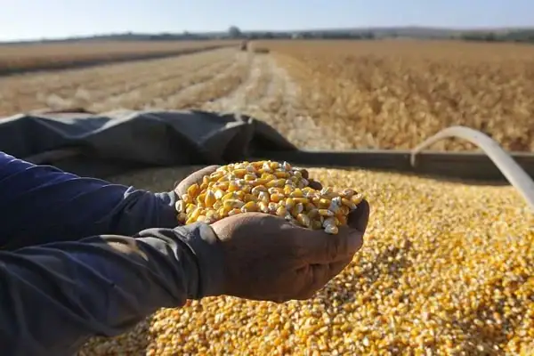 El Niño e redução da safra ameaçam alta nos alimentos em 2026