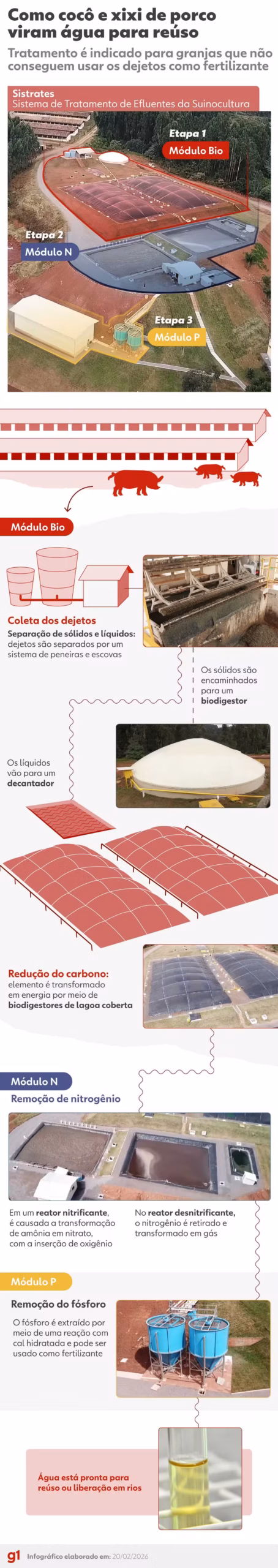 Cocô e xixi de porcos podem virar água potável (e até mesmo cerveja) com sistema de tratamento; entenda