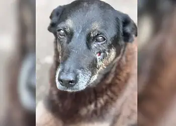 Corpo de cão Orelha é exumado e perícia pode revelar novos detalhes sobre morte do animal
