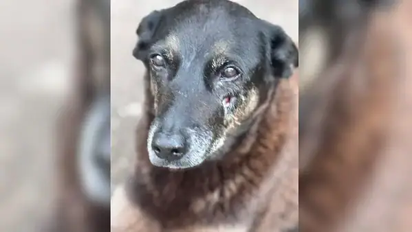 Corpo de cão Orelha é exumado e perícia pode revelar novos detalhes sobre morte do animal