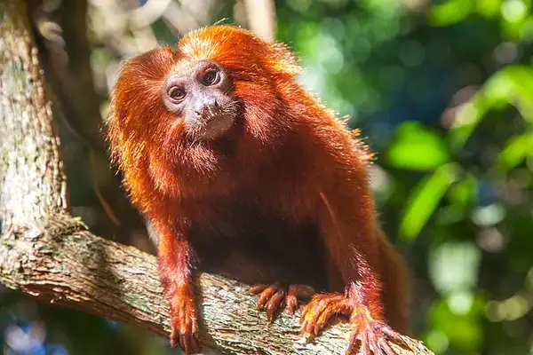 Médico veterinário explica os riscos de domesticar animais silvestres