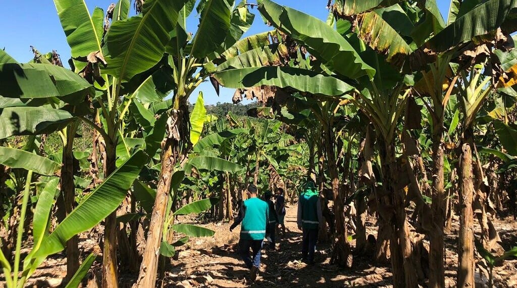 Idaf já vem realizando um trabalho de monitoramento de pragas regulamentadas e fiscalização em cultivos de banana em todo o Acre. Foto: Fabiana Matos/Idaf