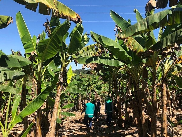Acre cria sistema para combater Sigatoka Negra e proteger produção de banana