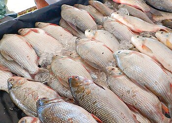 Feira do Peixe 2026 em Rio Branco terá seis pontos de venda e ocorre de 1º a 3 de abril 3 (Foto: Marcos Araújo/Secom)