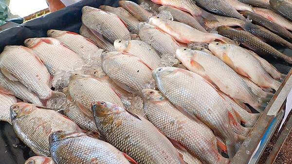 Feira do Peixe 2026 em Rio Branco terá seis pontos de venda e ocorre de 1º a 3 de abril