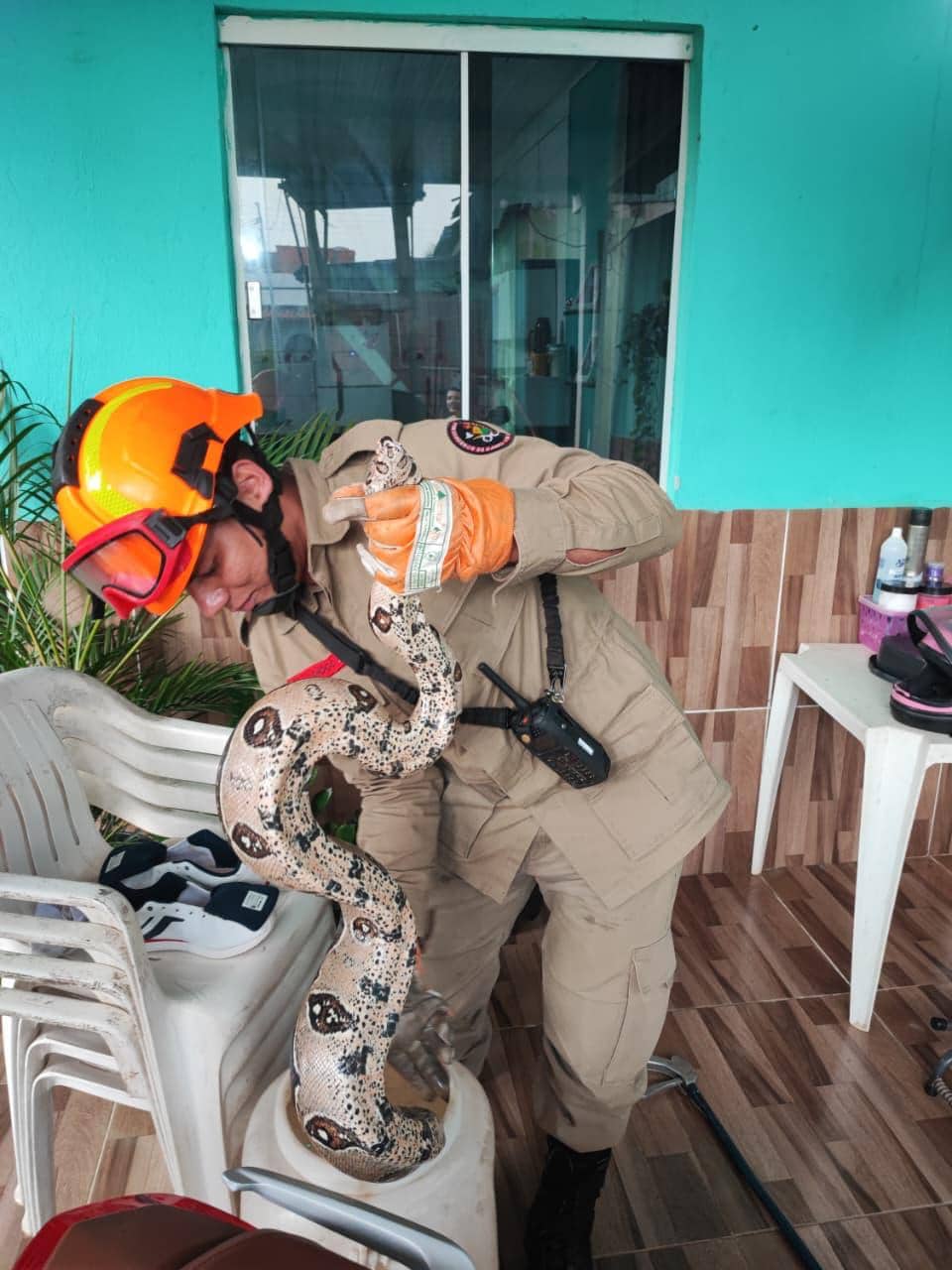 Jiboia de 2,5 metros é resgatada na varanda de casa em Rio Branco; animal estava em cadeira de balanço