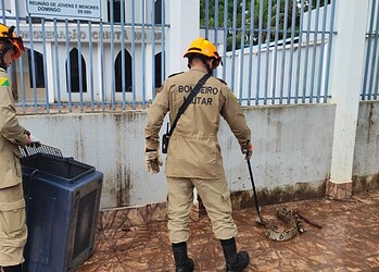 Bombeiros resgatam jiboia de dois metros na entrada de igreja no Taquari 2 Bombeiros resgatam jiboia de dois metros na entrada de igreja no Taquari