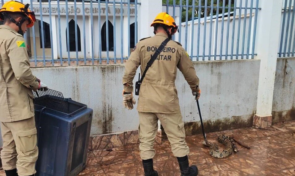 Bombeiros resgatam jiboia de dois metros na entrada de igreja no Taquari