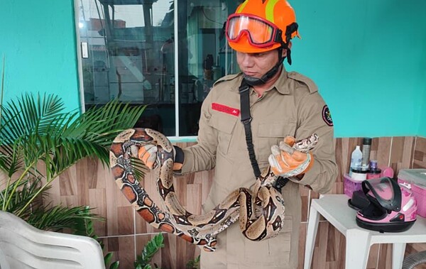Jiboia de 2,5 metros é resgatada na varanda de casa em Rio Branco; animal estava em cadeira de balanço