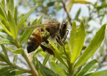 Foto: Michel Stórquio Belmiro/Wikimedia Commons/CC BY-SA 3.0