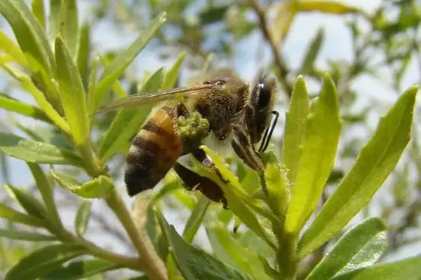 USP: própolis verde mostra potencial contra doenças neurodegenerativas